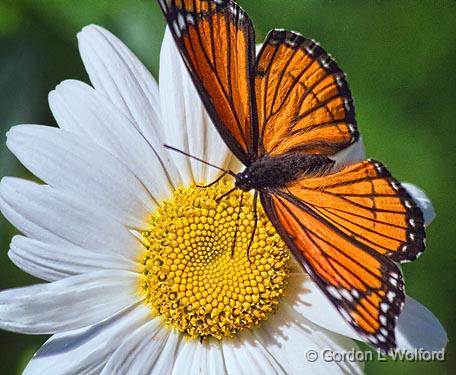 Viceroy On A Daisy_54336.jpg - Viceroy Butterfly (Limenitis archippus) photographed along the Rideau Canal Waterway at the Baxter Conservation Area near Kars, Ontario, Canada.